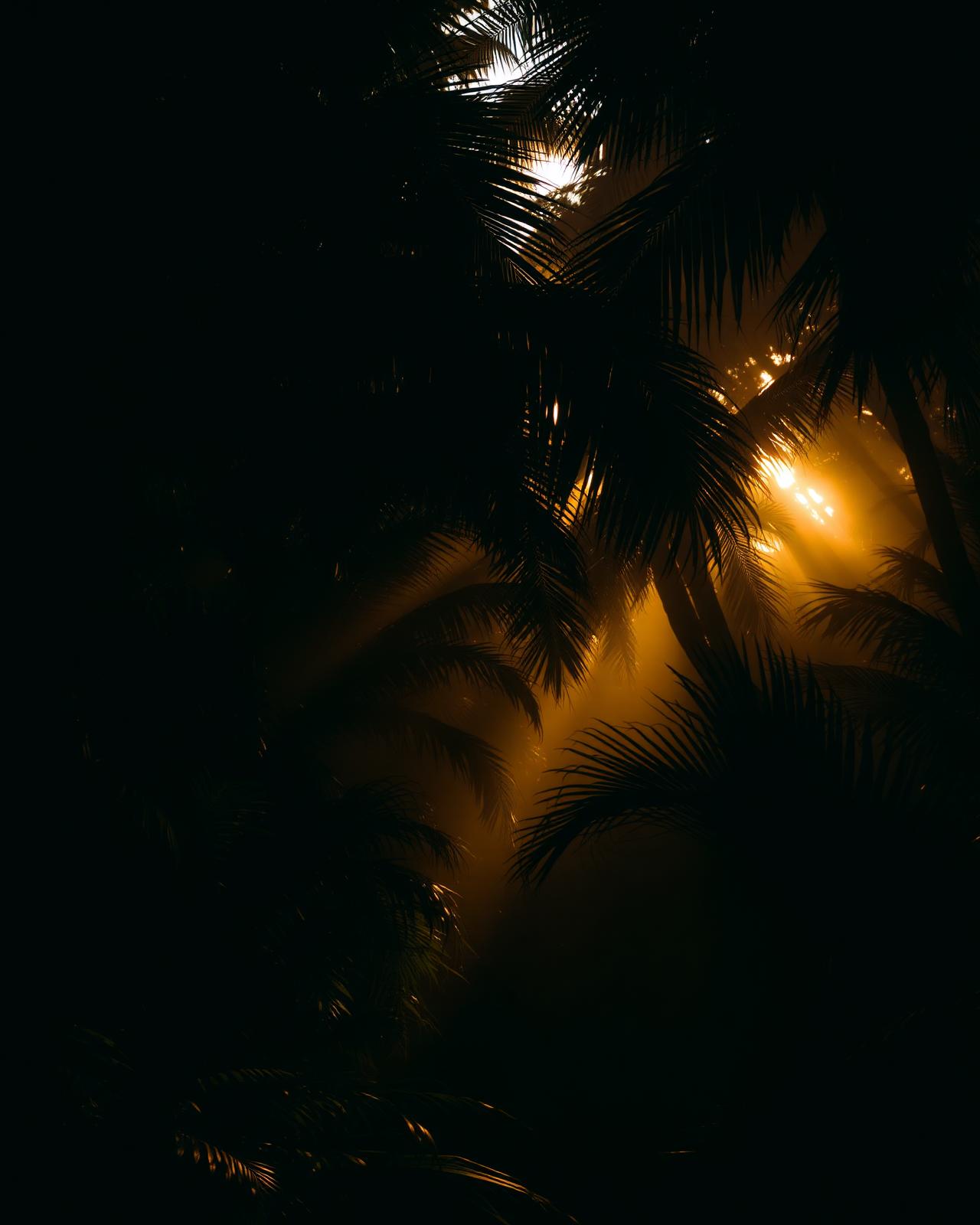 Sunlight breaking through dark tropical foliage